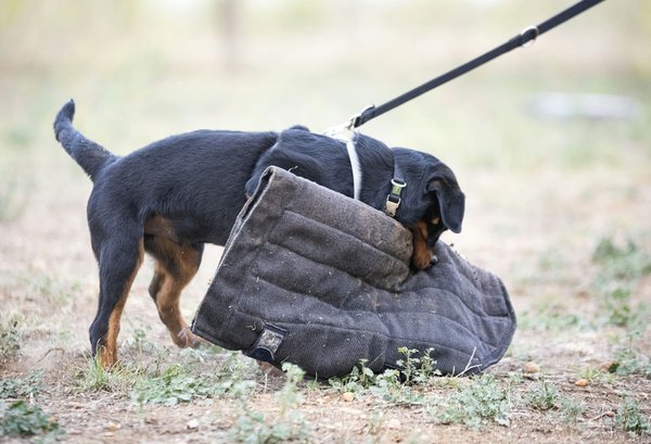 Quali sono le misure di sicurezza da prendere per un acquario di pesci tropicali in presenza di un gatto?